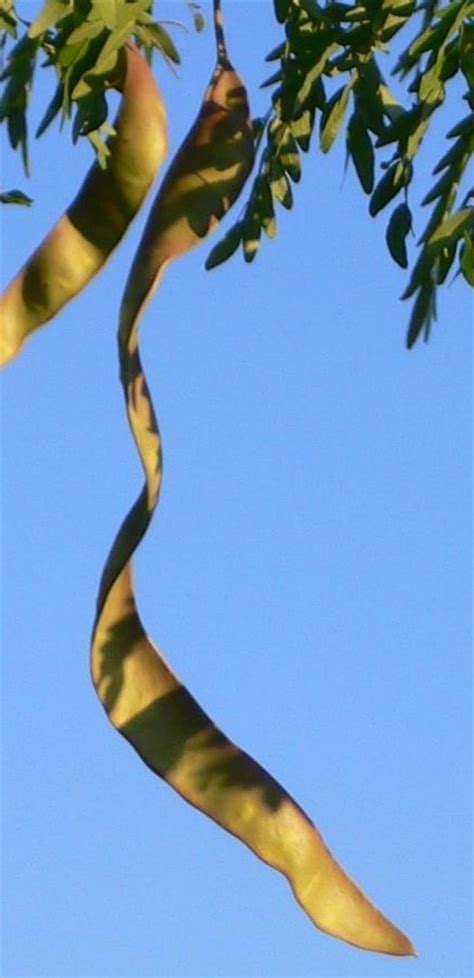 Plant Profile: Thornless Honey Locust (Gleditsia triacanthos var. inermis)