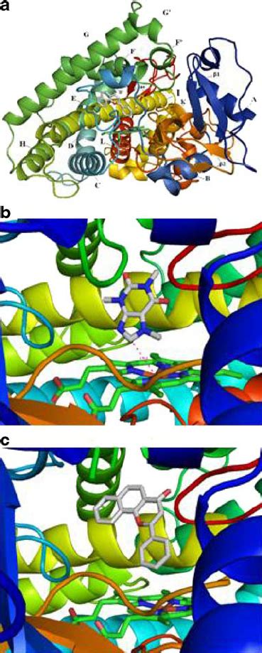 The structures of human CYP1A2 in complex with ANF (PDB ID=2HI4; a and ...