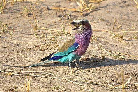 African Birding Photo Safari - Ten things to consider - Apogee Photo ...