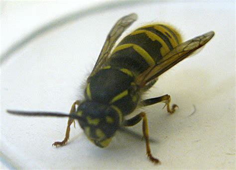 Common Wasp in UK: Is this a Queen??? - What's That Bug?