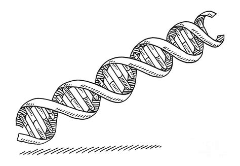 Double Helix DNA Symbol Drawing Drawing by Frank Ramspott - Fine Art ...