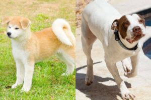 Akita Pitbull Mix (Akita Pit) Breed Profile w/ Pictures & Info