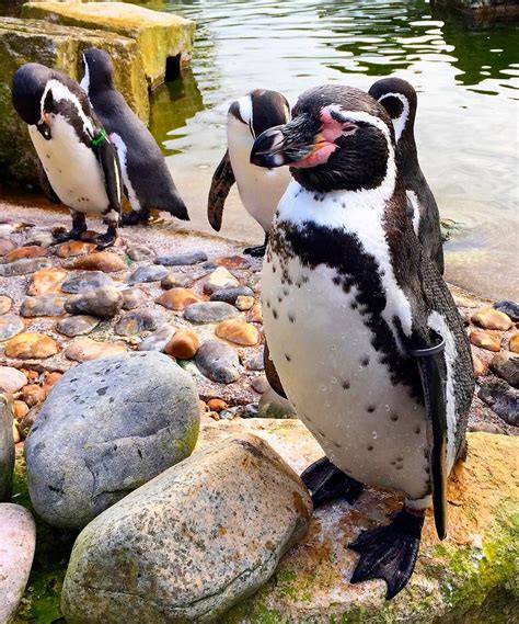 Pick Up A Penguin! | Penguins at Marwell Zoo in Hampshire En… | Flickr