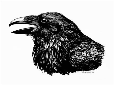 Raven Ink Drawing at PaintingValley.com | Explore collection of Raven ...