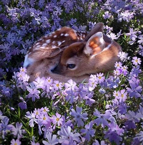 Photo by @fuzzyfawnwildlife Fluffy Animals, Cute Animals, Pretty ...