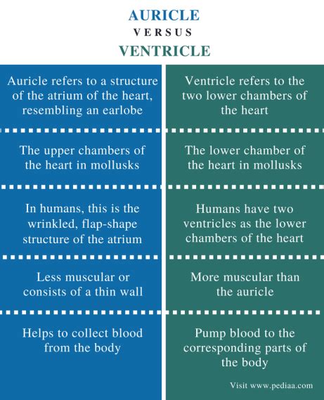 Difference Between Auricle and Ventricle | Definition, Structure ...