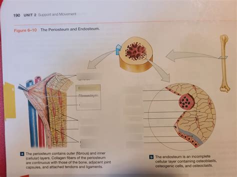 The Periosteum and Endosteum Diagram | Quizlet