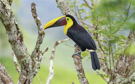 Toucan Sam Photograph by Thomas Kaestner - Fine Art America