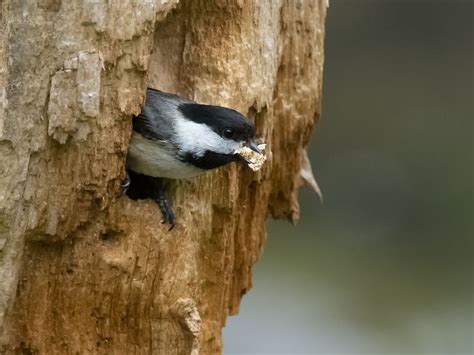 Black-capped Chickadee Nesting (Complete Guide) | Birdfact