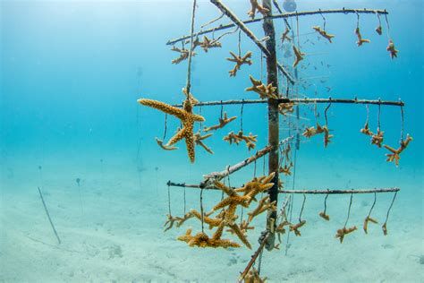 The “CORAL REEF REVIVAL” Program – NAUI Sources Blog