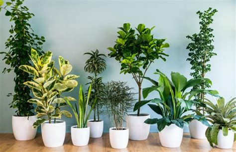 The Best Air Purifying Plants Low Light - In the World of Design