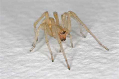 8 Yellow Sac Spider pictures in Biological Science Picture Directory - Pulpbits.net : Biological ...