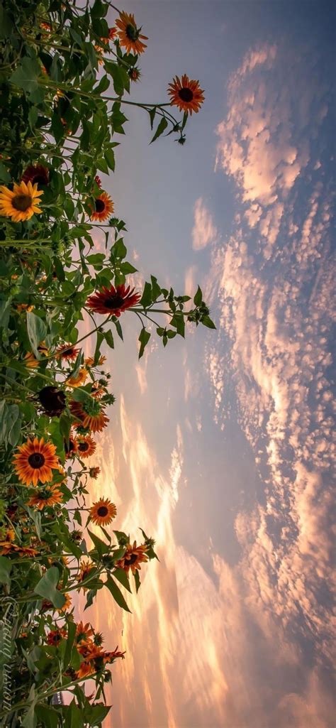 Sunflowers🌻 | Pretty landscapes, Scenery wallpaper, Sky aesthetic