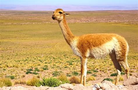 Vicuna - Description, Habitat, Image, Diet, and Interesting Facts