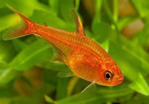 Ember Tetra Fish: Info, Size, Care, and Pictures