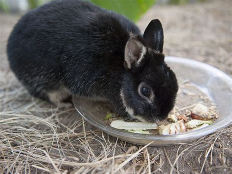 Rabbit Worms - Tapeworms, Flukes & Cysts Information Guide