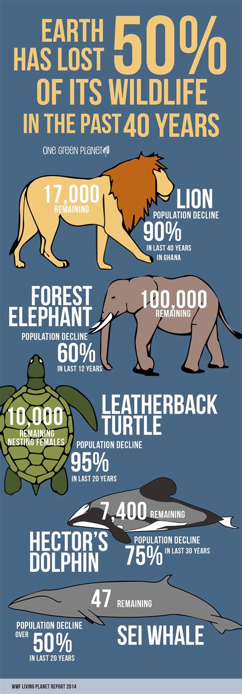 This Infographic on How Much Wildlife We’ve Lost in the Past 40 Years Will Shock You ...