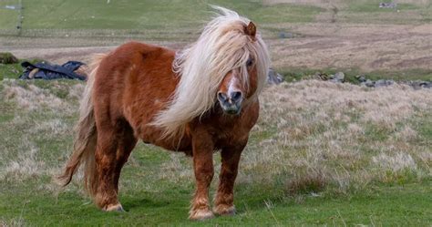 Shetland Pony Breed Info & Facts