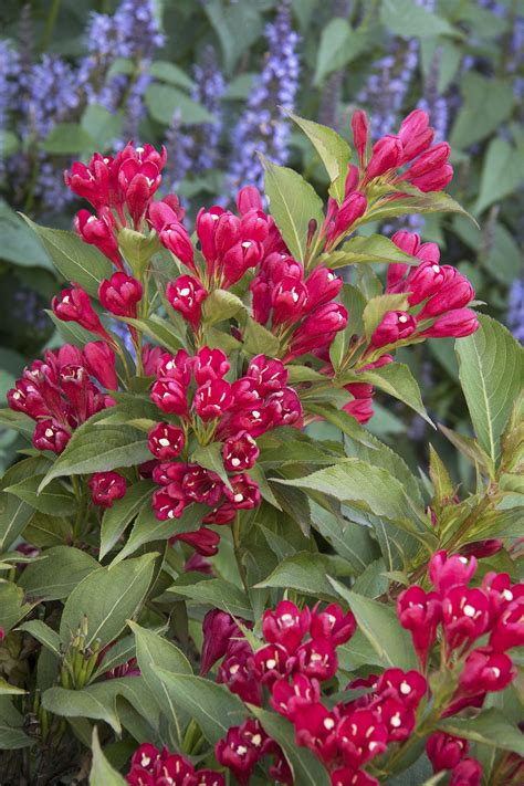 Crimson Kisses™ Weigela - Monrovia - Crimson Kisses™ Weigela Garden Shrubs, Flowering Shrubs ...