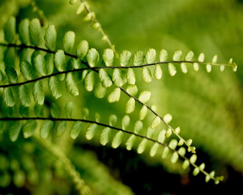 Asplenium trichomanes - Mount Venus Nursery