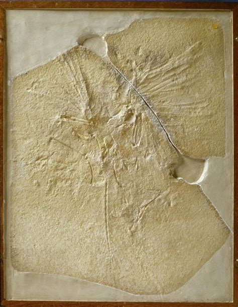 Archaeopteryx Fossil Photograph by Natural History Museum, London/science Photo Library - Fine ...