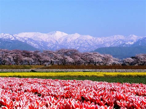 3 Breathtaking Cherry Blossom Spots in Toyama | All About Japan