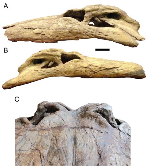 Deinosuchus schwimmeri skull [IMAGE] | EurekAlert! Science News Releases