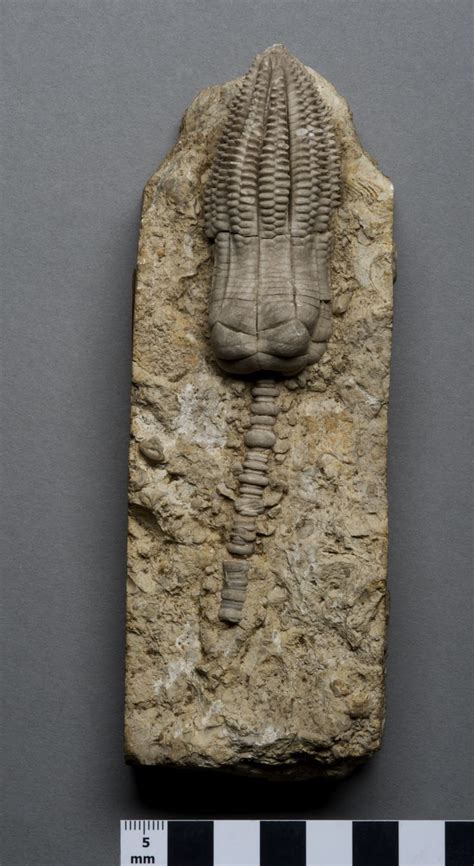 11 beautiful fossils from the Jurassic Coast World Heritage Site – Museum Crush Prehistoric ...