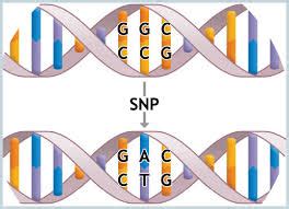 Single Nucleotide Polymorphism (SNP) Allele Frequency DNA Pools ...