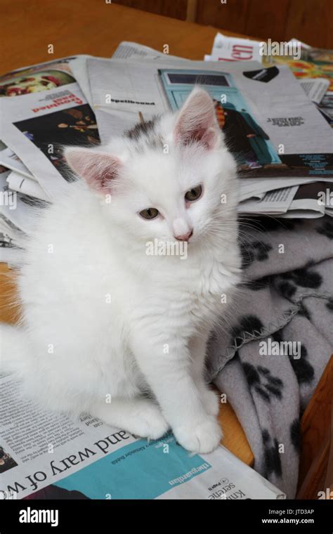 9 week old White Turkish Angora Cross with Maine Coon kitten standing ...