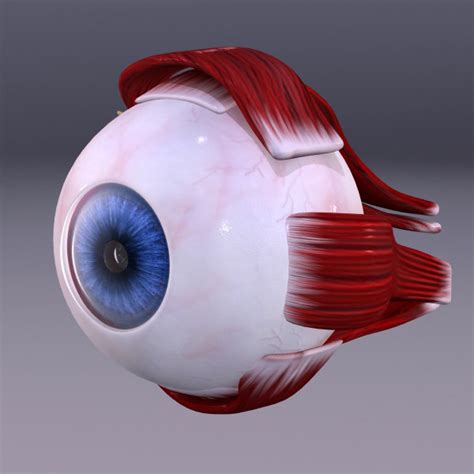 human eye 3d model