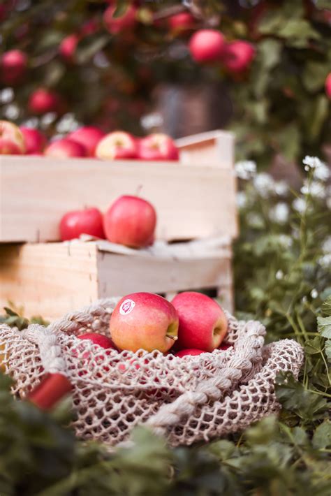 Pink Lady apple harvest - thankfifi