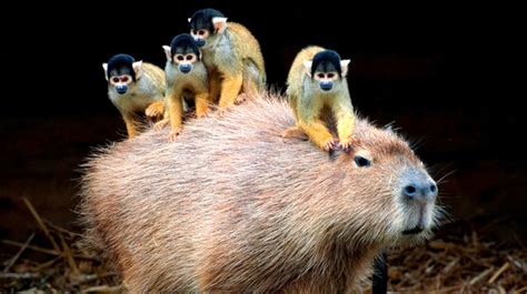 Capibara, el roedor más amistoso del mundo que ayuda a otros animales