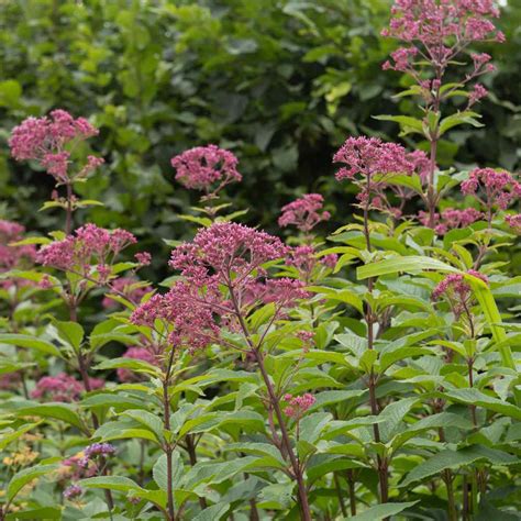 Eupatorium Seeds - Eupatorium Maculatum Joe Pyeweed Flower Seeds