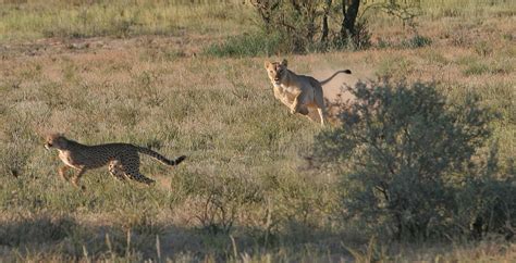 Cheetahs and Pumas Strike a Balance to Hunt ( | EurekAlert!