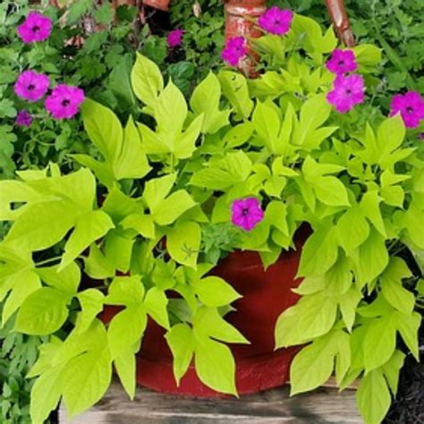 Blog.Sunset Hosta Farm.com: Growing Ornamental Sweet Potato Vines - Propagation