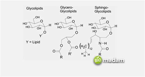 Glycolipid Chemical Structure