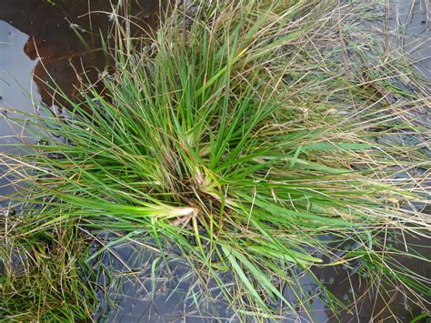 Juncus caespiticius from Glenburn, New Zealand on July 24, 2022 at 01: ...