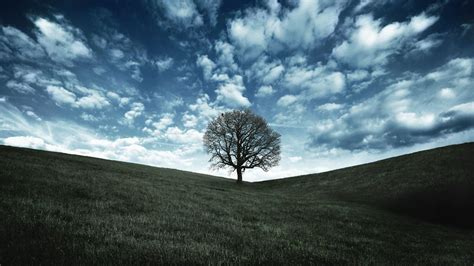 Oak Tree Wallpapers - Wallpaper Cave