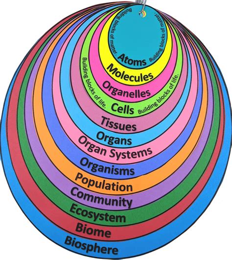 Levels of Organization From Atoms to Biosphere Interactive Note Organizer | Notes organization ...