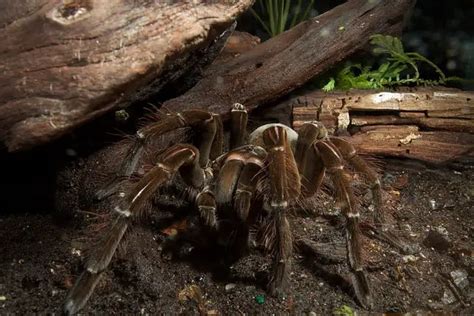 Goliath Bird Eating Tarantula (Theraphosa blondi) - Tarantula Friendly