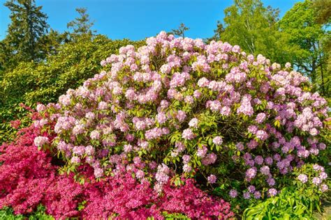 Rhododendron in Different Colors and Different Varieties Stock Image ...