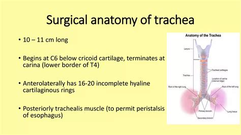 Tracheobronchial tree anatomy and bronchoscopy | PPT