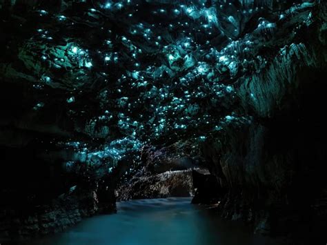 Waitomo Glowworm Caves: New Zealand’s Bioluminescent Caves Only ...