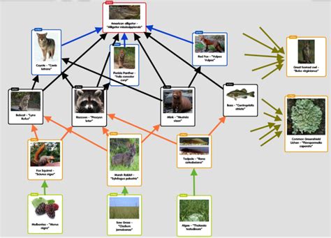 Where is the black panther in the food chain? - paperwingrvice.web.fc2.com