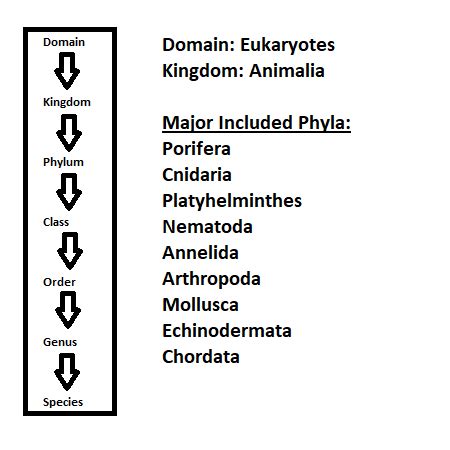 Animal Phyla | Chart, Types & Characteristics - Lesson | Study.com