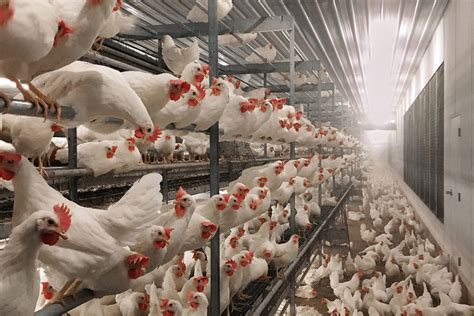 Cost differential between cage-free laying systems - Poultry World