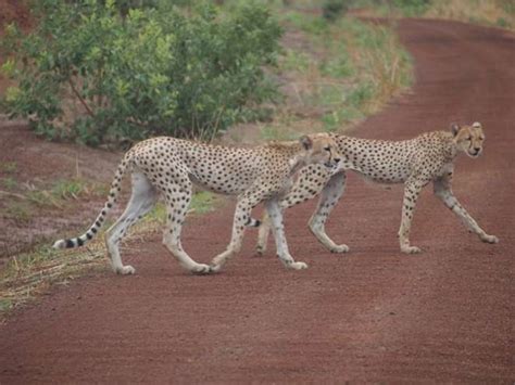 Northwest African cheetah (Acinonyx jubatus hecki) | Wild dogs, Cheetahs, Critically endangered ...