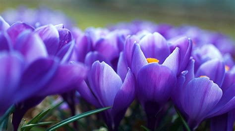 400x150 pixel wallpaper - Google keresés | Crocus flower, Beautiful ...