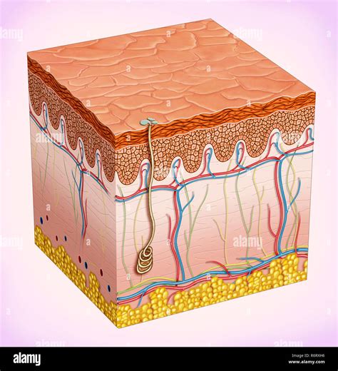 Epidermis human skin -Fotos und -Bildmaterial in hoher Auflösung – Alamy